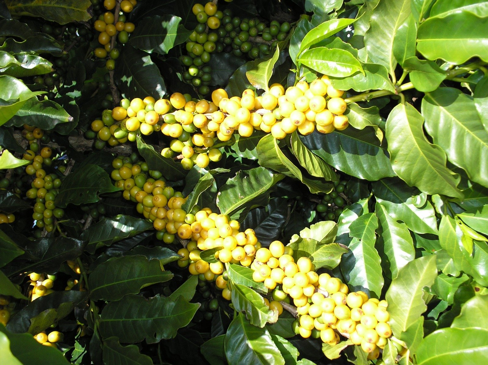distribuidor de cafe, cafe arabica, cafe especial, baixada santista